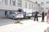 Pokaz tresury psów służbowych przygotowany przez przewodników z KPP w Bielsku Podlaskim.